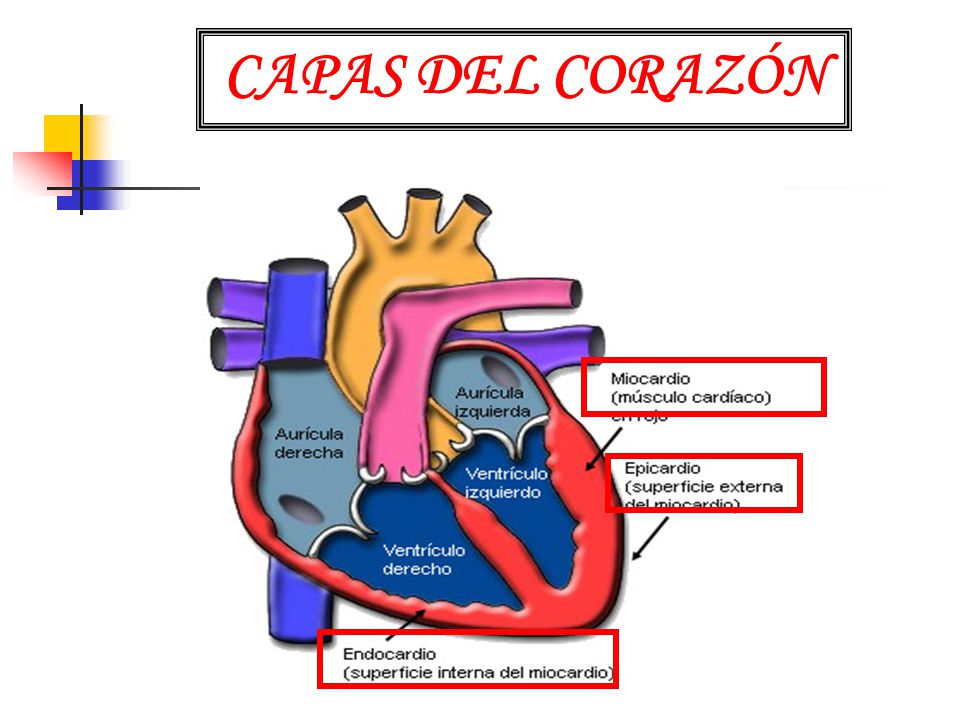 C mo es el coraz n